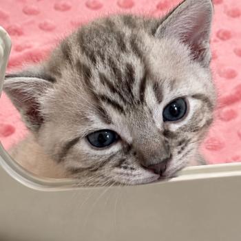 chaton Bengal charcoal mink Chatterie du Parc des Duchesses