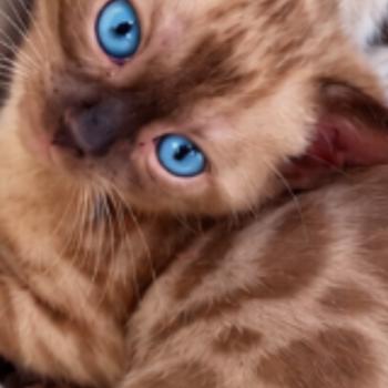 chaton Bengal mink Chatterie du Parc des Duchesses