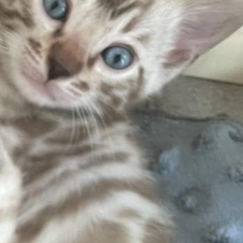 chaton Bengal charcoal mink Chatterie du Parc des Duchesses