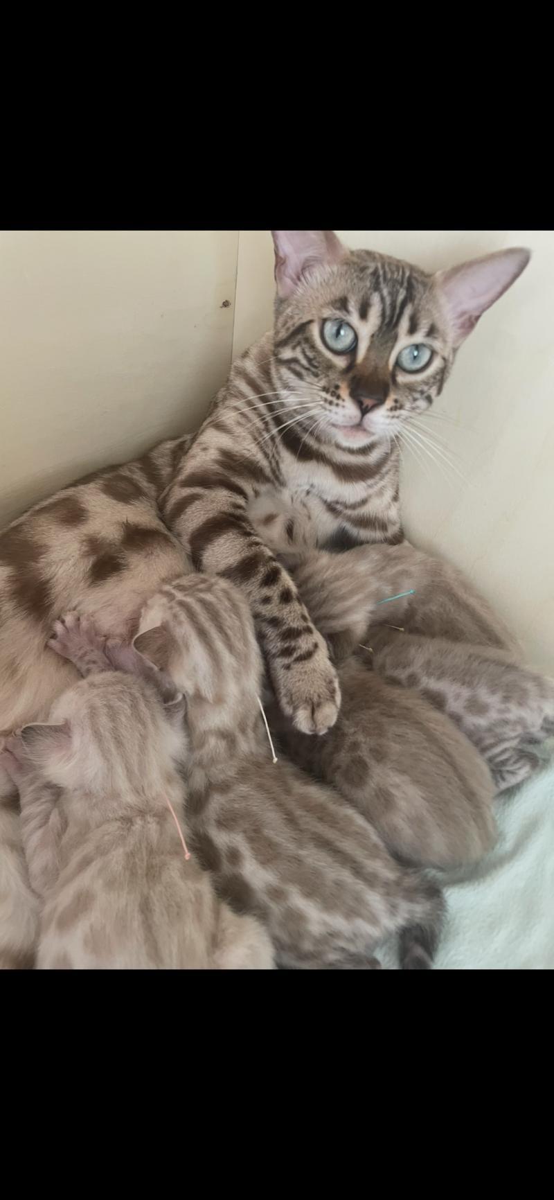 AKIRA Femelle Bengal