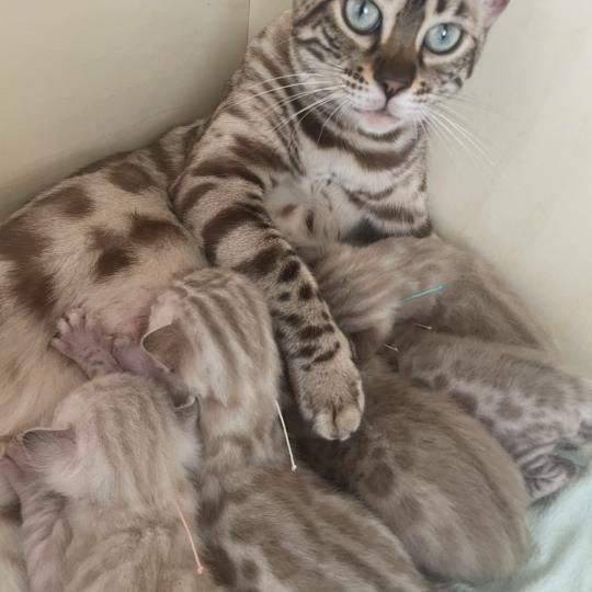 AKIRA Femelle Bengal