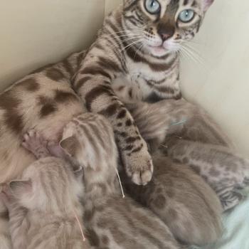 chat Bengal seal tabby spotted / rosettes mink AKIRA Chatterie du Parc des Duchesses