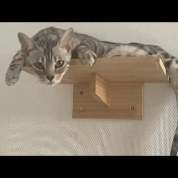 chat Bengal black silver tabby spotted / rosettes VENUS Chatterie du Parc des Duchesses