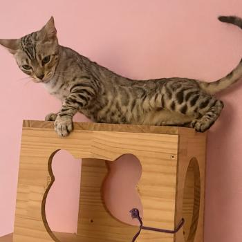 chat Bengal black silver tabby spotted / rosettes VENUS Chatterie du Parc des Duchesses