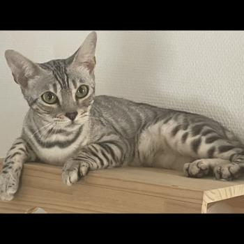 chat Bengal black silver tabby spotted / rosettes VENUS Chatterie du Parc des Duchesses