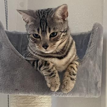 chat Bengal black silver tabby spotted / rosettes VENUS Chatterie du Parc des Duchesses