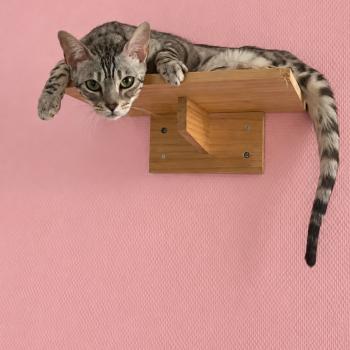 chat Bengal black silver tabby spotted / rosettes VENUS Chatterie du Parc des Duchesses