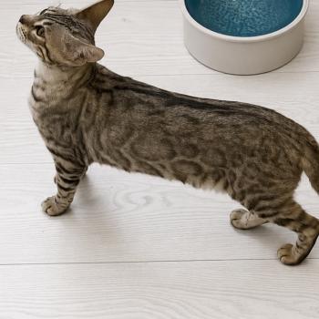chat Bengal black silver tabby spotted / rosettes VENUS Chatterie du Parc des Duchesses