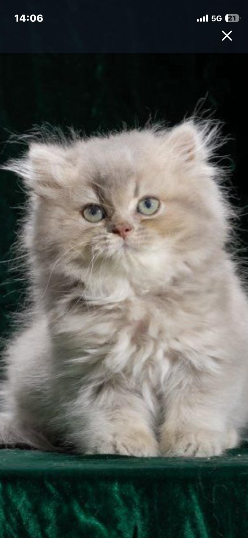 BONY Femelle British Longhair