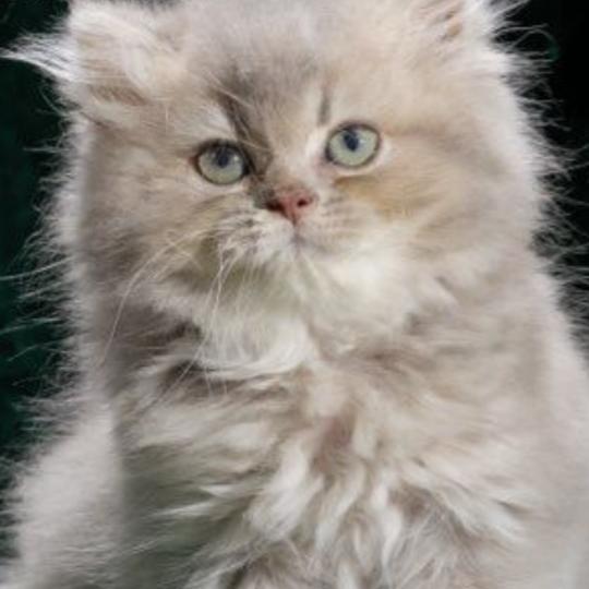 BONY Femelle British Longhair