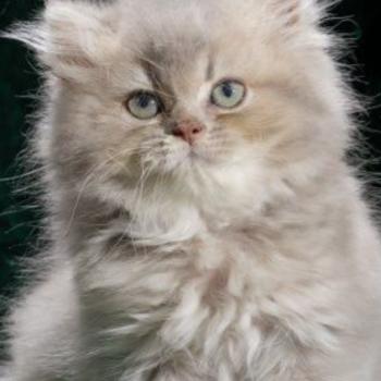 chat British Longhair blue golden shaded BELLE Chatterie du Parc des Duchesses