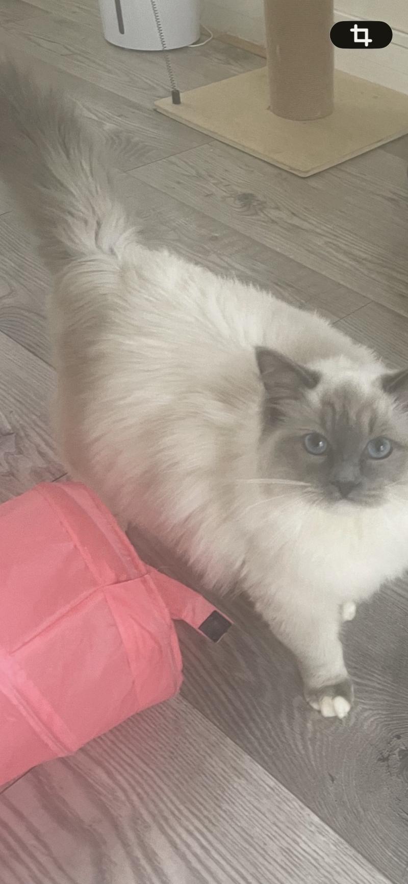 ANIS Femelle Ragdoll