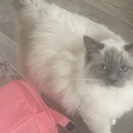 ANIS Femelle Ragdoll